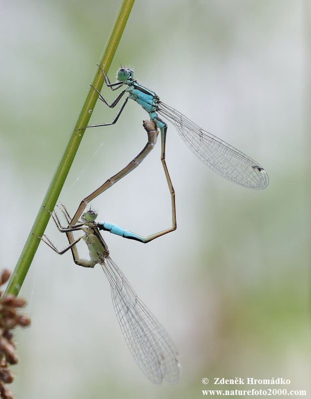 Blue-tailed Damselfly, Ischnura elegans, Zygoptera (Dragonflies, Odonata)